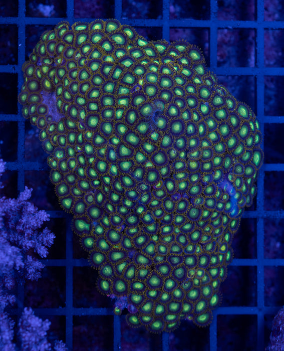 Green Zoa Rock