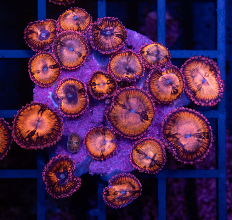 Sakura Sunrise Zoa