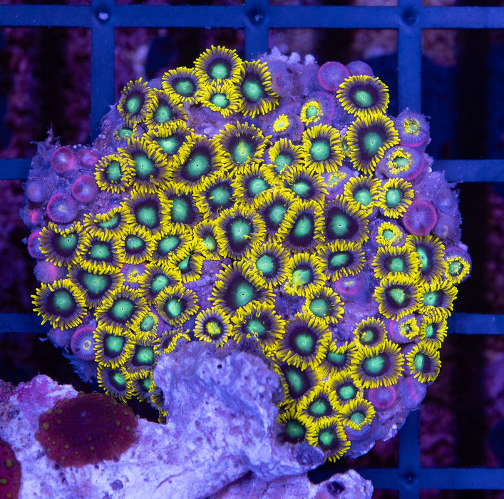 Yellow Frill Green Eye Zoa