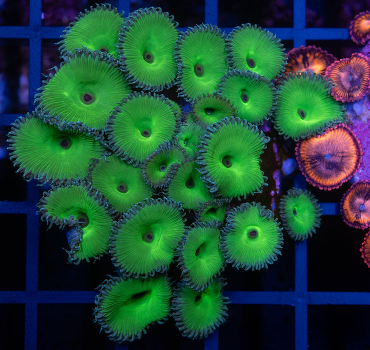 Hulk Green Zoa