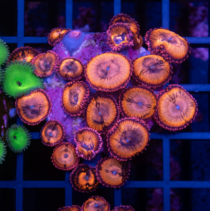 Sakura Sunrise Zoa