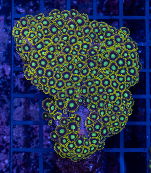 Green Zoa Rock