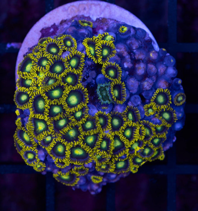 Radioactive Green Eye Zoa Frag - Ocean Reefs Marine Aquariums