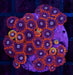 Fire and Ice Zoa Frag - Ocean Reefs Marine Aquariums