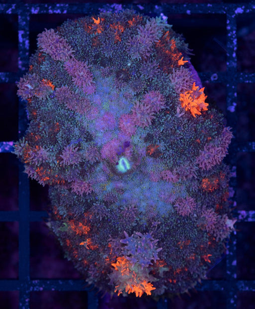 Flame Burst Fuzzy Rhodactis Single Polyp - Ocean Reefs Marine Aquariums