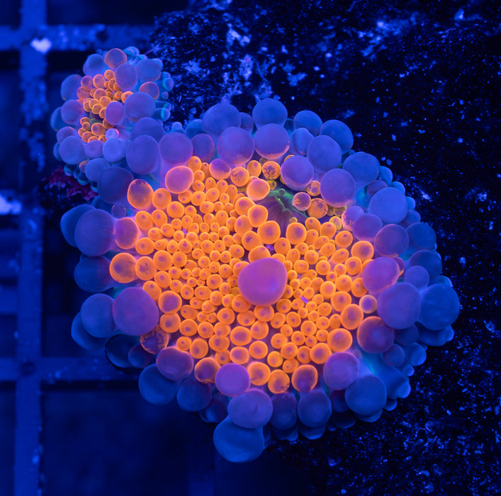 Ultra Orange Ricordea Rock
