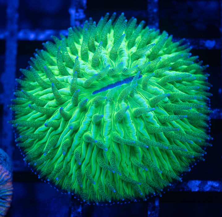 Ultra Green Sand Dome Fungia