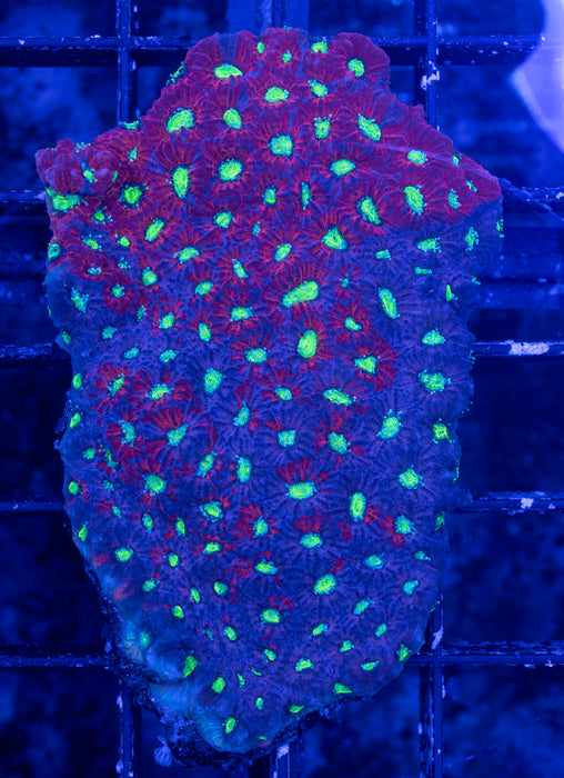 Warcoral