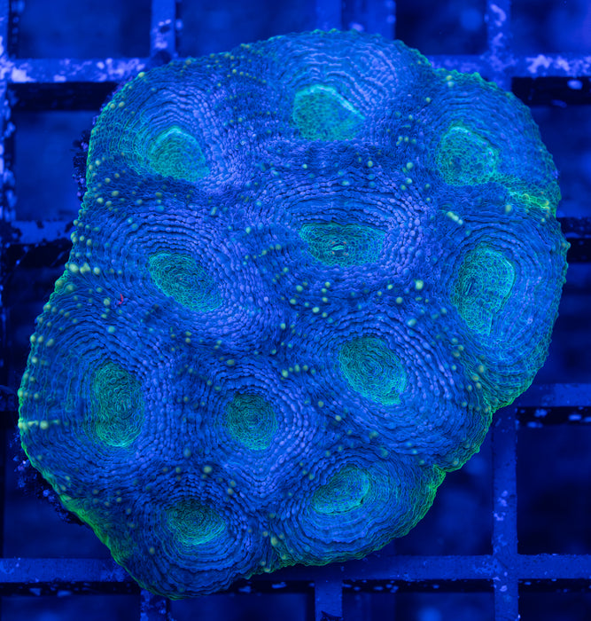 Green Echinata