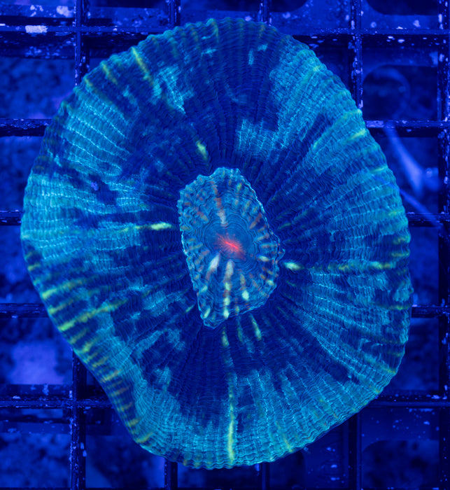 Milky Way Scolymia Vitiensis