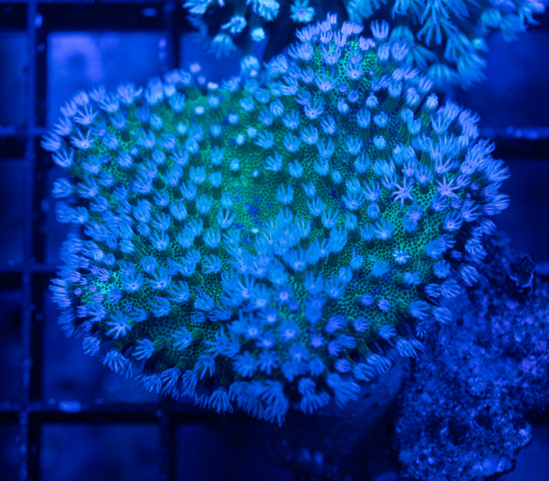 Green Base Sarcophytum