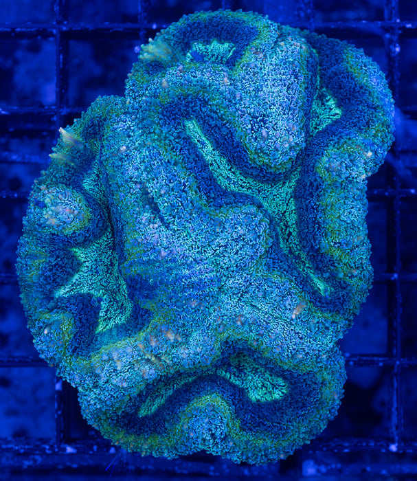 Green Multicolour Lobo