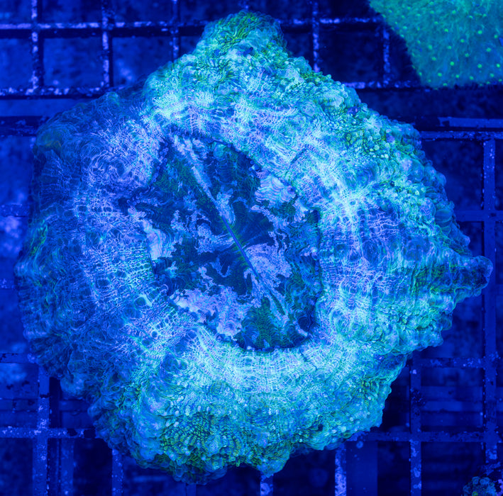 Frostbite Desh