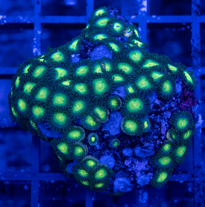 Green Zoa Frag
