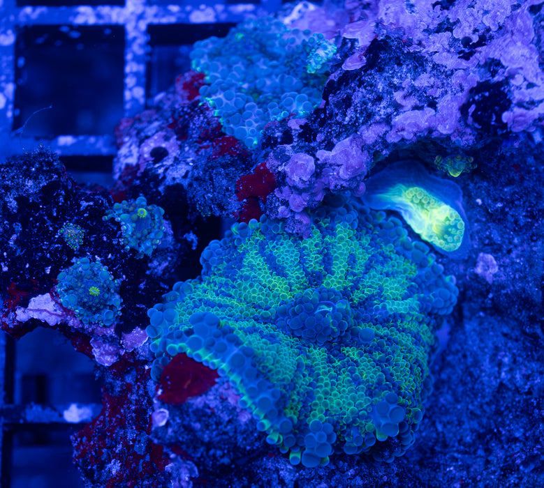 Green Ricordea Rock