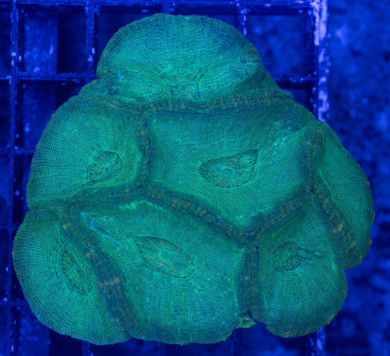Green Moseleya