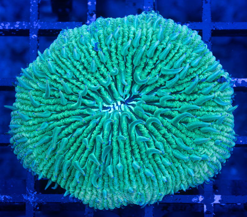 Green Fungia