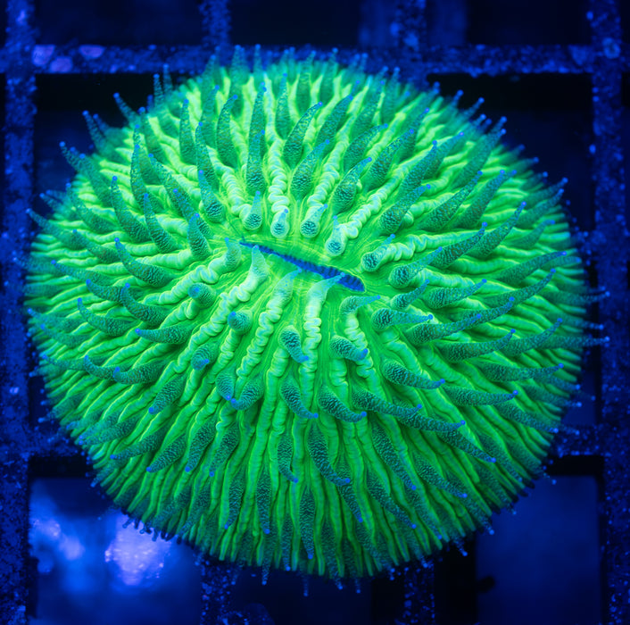Ultra Green Sand Dome Fungia