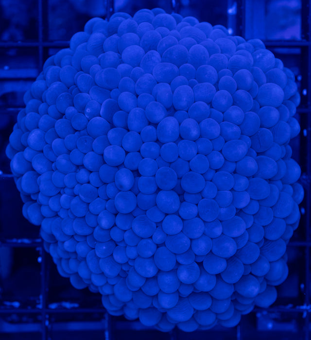 Purple Bubble Coral