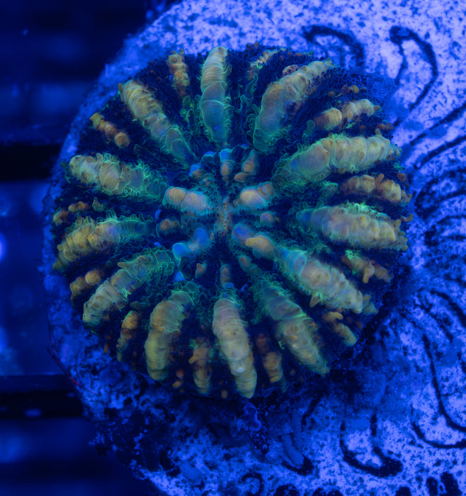 Tiger Stripe Button Scoly
