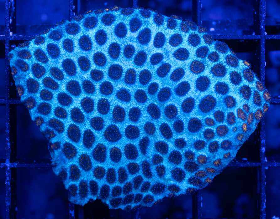 Ice Blue Plesiastrea