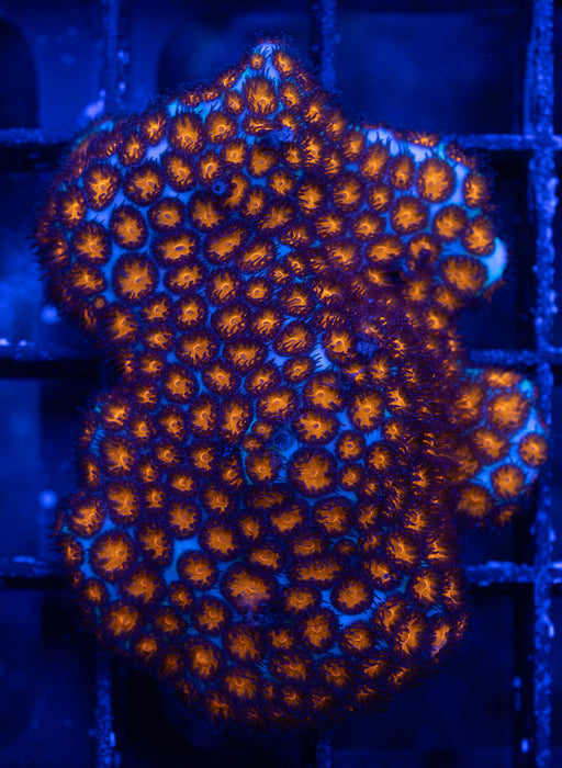 Orange Eye Leptastraea