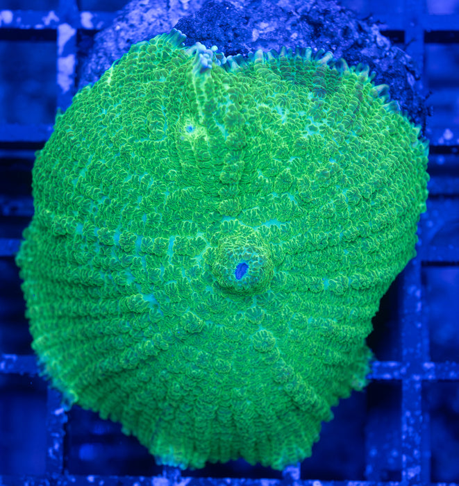 XL Green Rhodactis