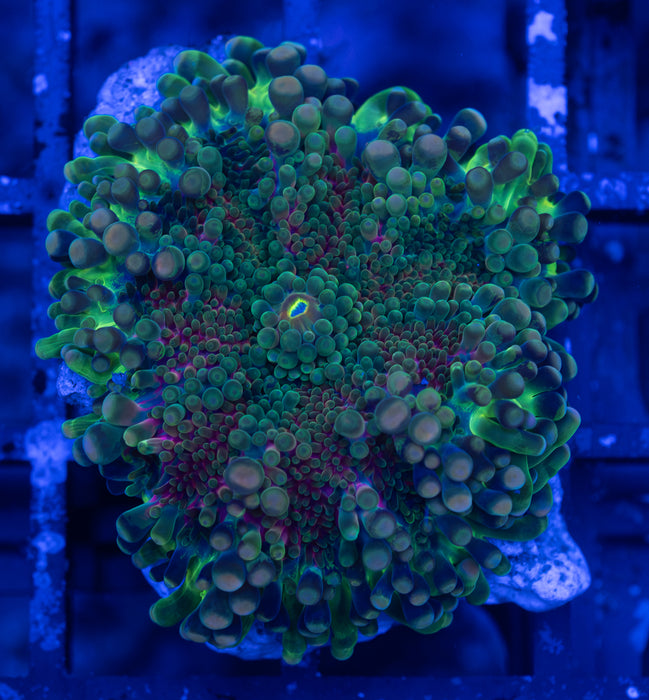 Green Multicolour Ricordea