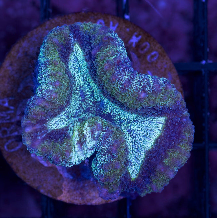 Teal Speckled Multicolour Lobo 1" - Ocean Reefs Marine Aquariums