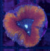 Tricolour Lobo Frag - Ocean Reefs Marine Aquariums