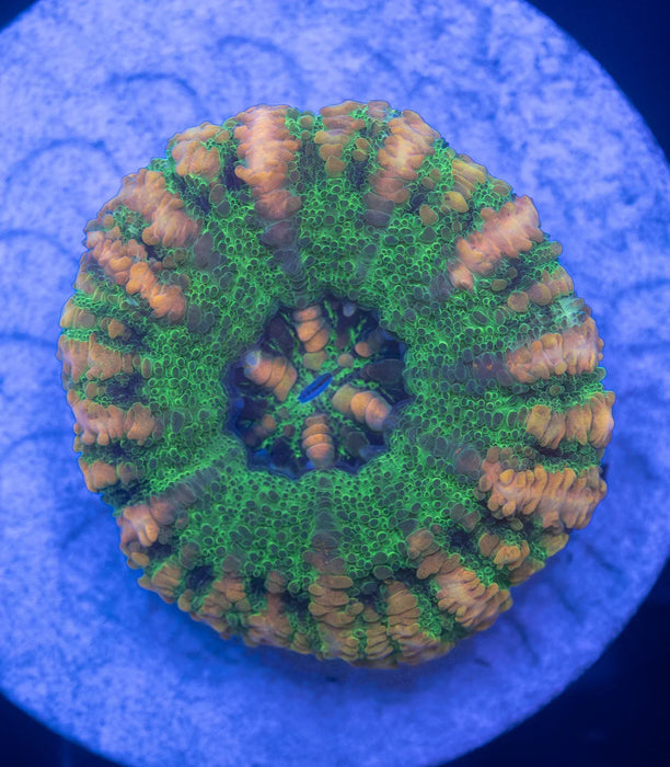 Assorted WA Button Scoly 5 Pack