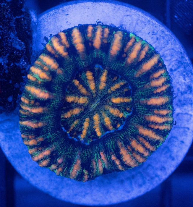 Assorted WA Button Scoly 5 Pack