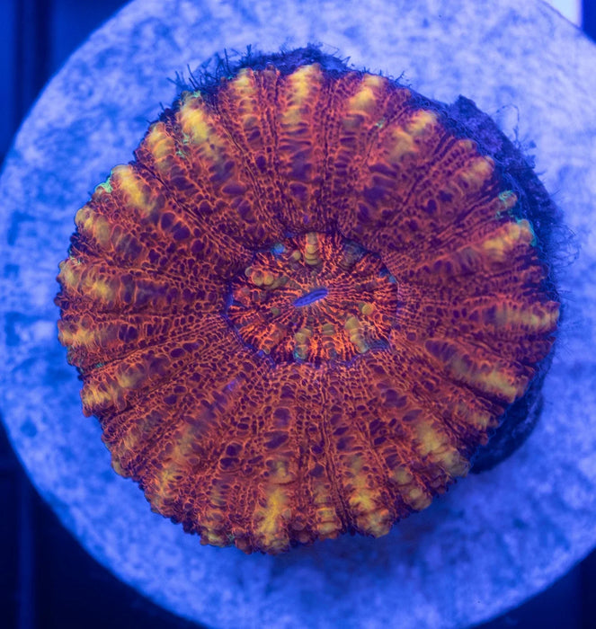 Assorted WA Button Scoly 5 Pack