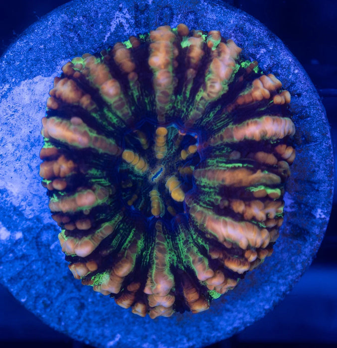 Assorted WA Button Scoly 5 Pack