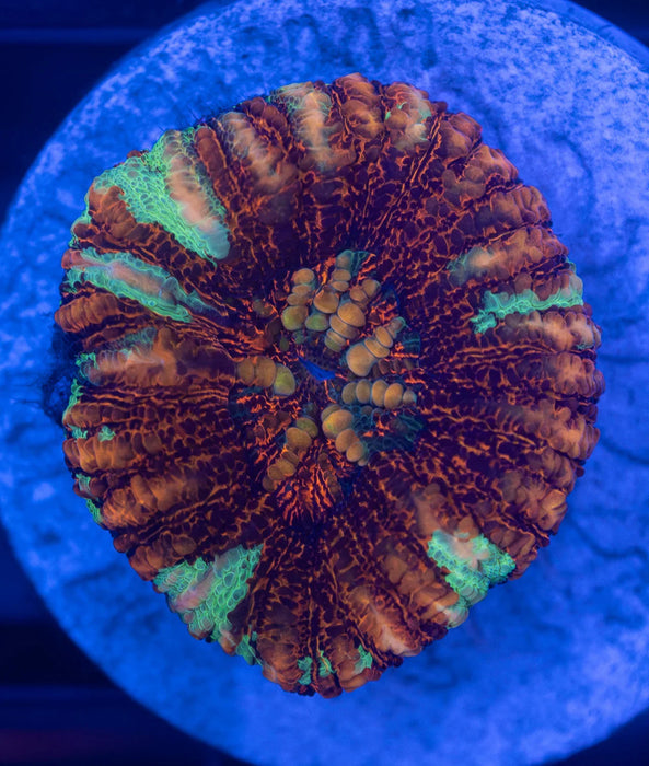 Assorted WA Button Scoly 5 Pack