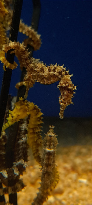 Captive Bred Yellow Angustus Seahorses