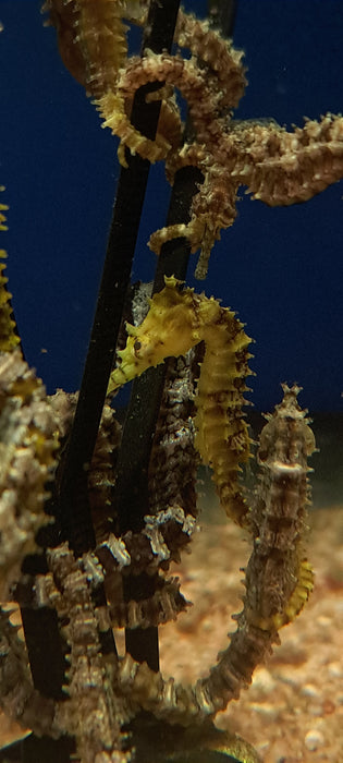 Captive Bred Yellow Angustus Seahorses