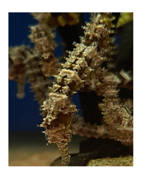 Captive Bred Yellow Angustus Seahorses