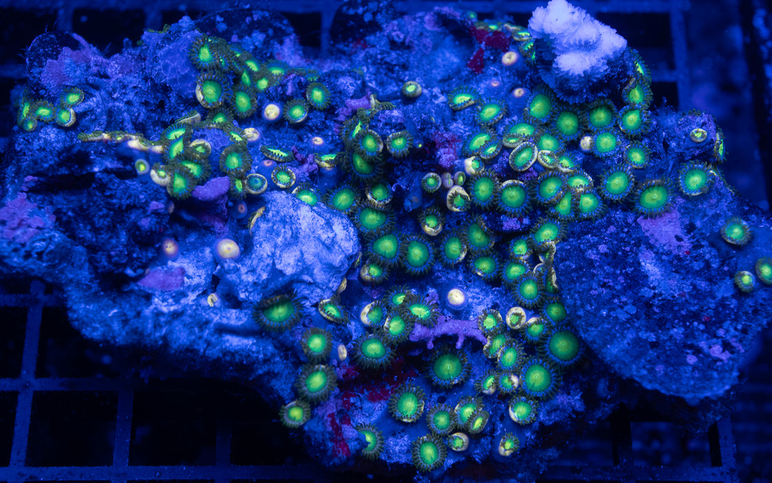 Wild Zoa Rock