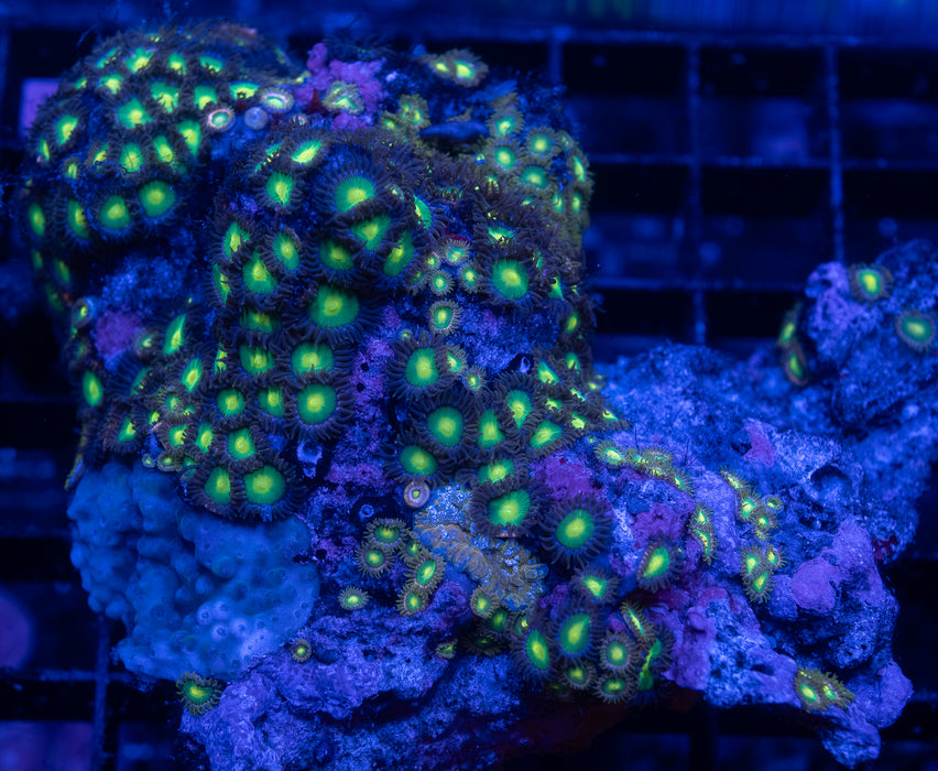 Wild Zoa Rock