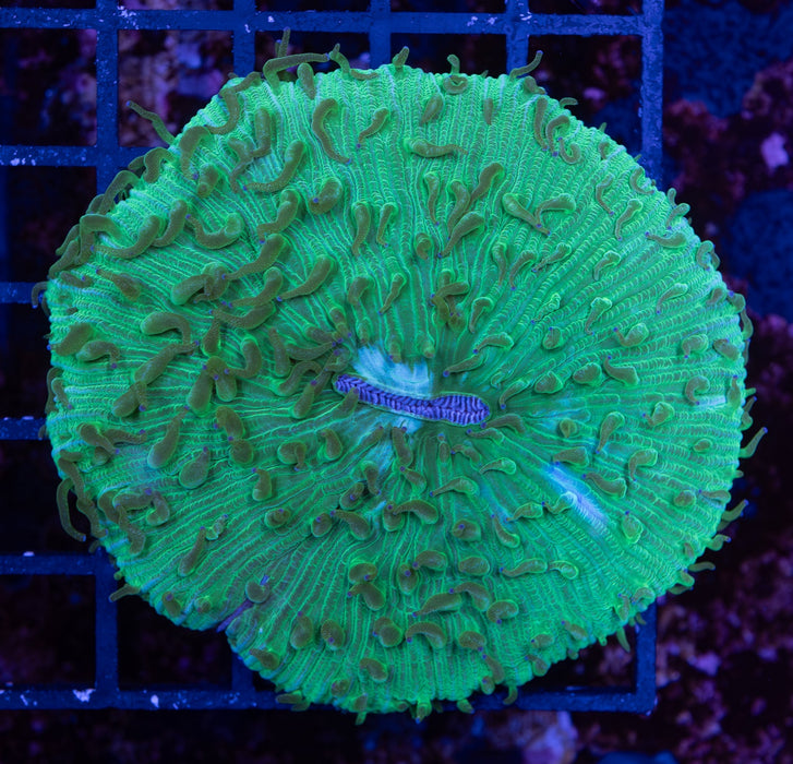 Green Fungia