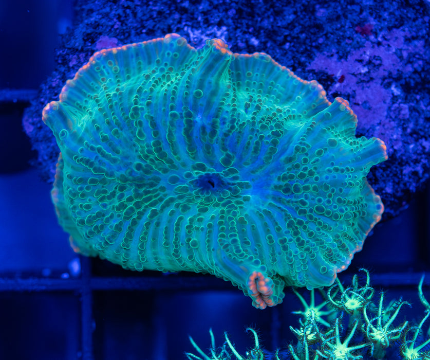 Orange Rim Morph
