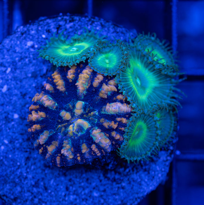 Scoly + Zoa Combo