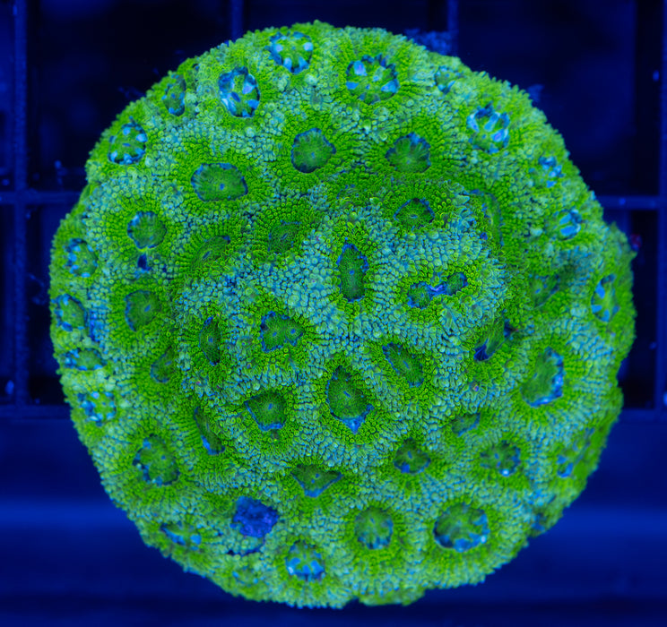 Green Micromussa