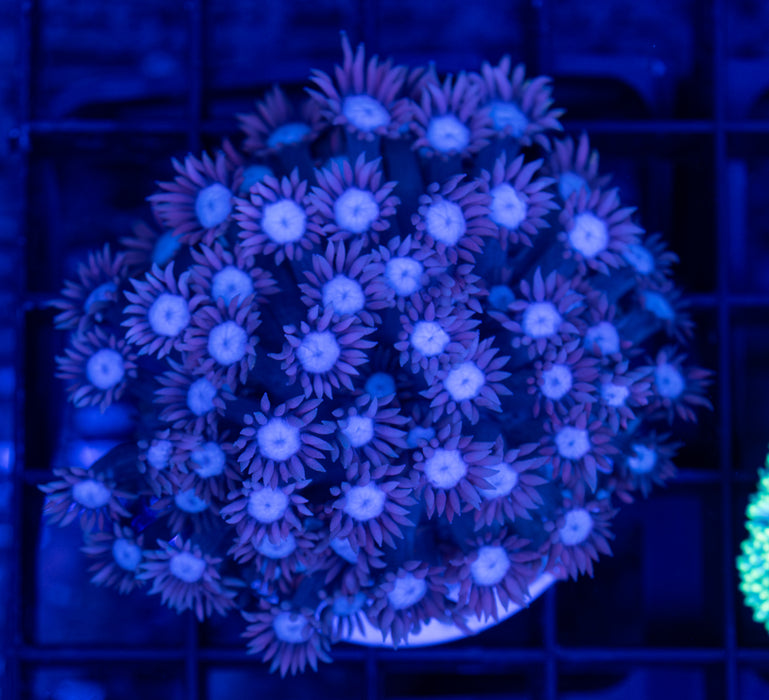 Purple Goni