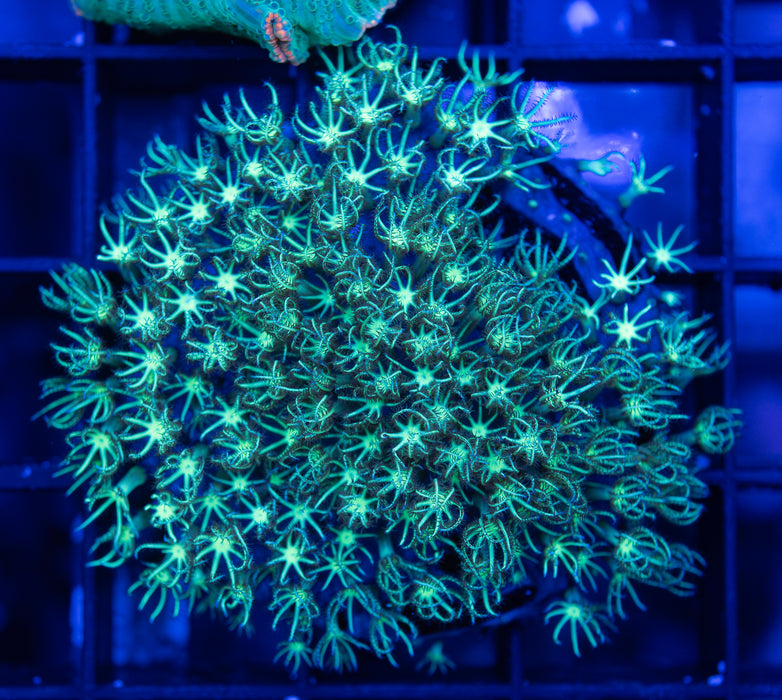 Green Star Polyp