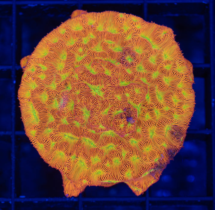 Jack O Lantern Leptoseris