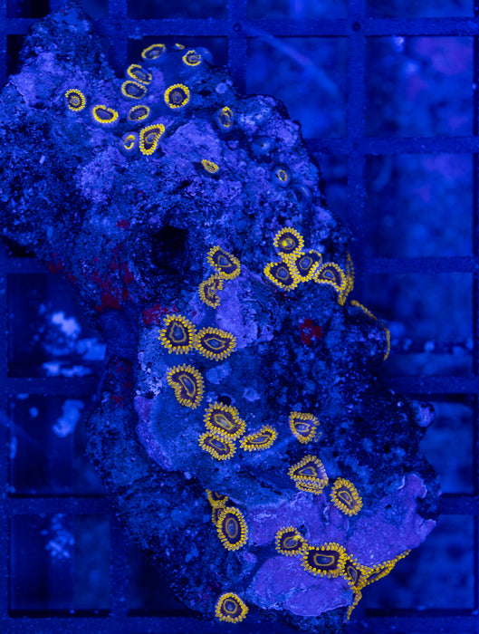 Yellow FrilL Zoa Rock