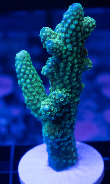 Green Acro