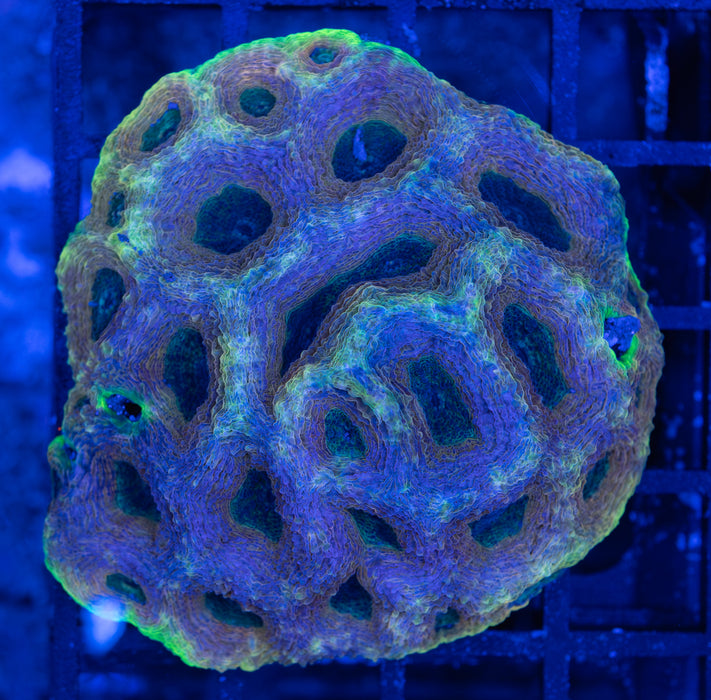 Multicolour Echinata